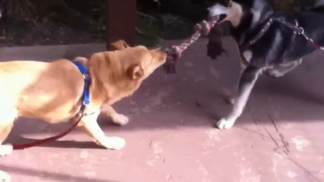 Siberian Husky V.S Labrador смотреть онлайн