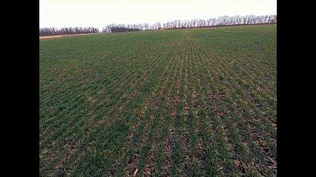 А КАК ВЫ ДИАГНОСТИРУЕТЕ КОРНЕВЫЕ ГНИЛИ?? смотреть онлайн