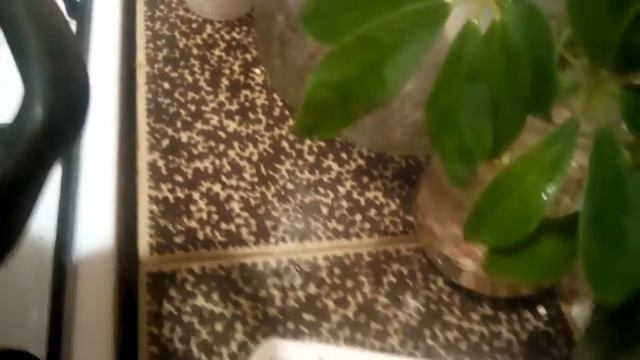 Schefflera корниThe Schefflera Arboricola stalk does not want to give roots in water. SOS! смотреть онлайн