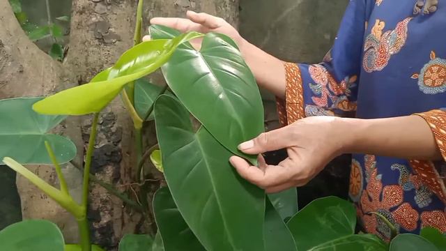 🌱🌿🪴Sharing My Philodendron Green Emerald 🌱🌿🍃 смотреть онлайн