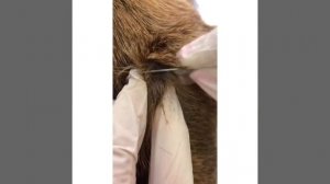 Как делать соскоб на демодекоз?