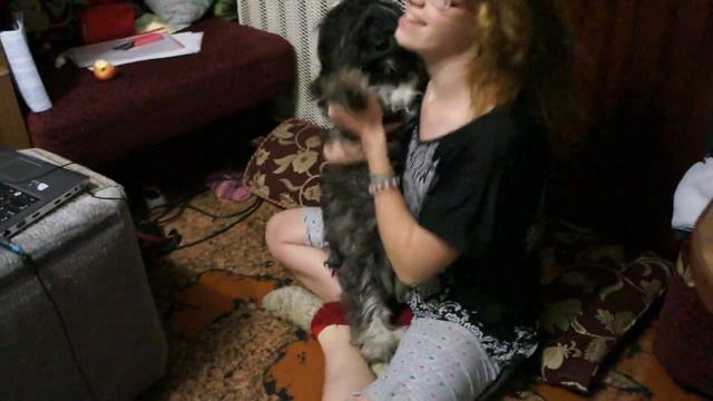 Лхаса апсо ( Lhasa Apso ) / Тибетский терьер(Tibetan Terrier). смотреть онлайн