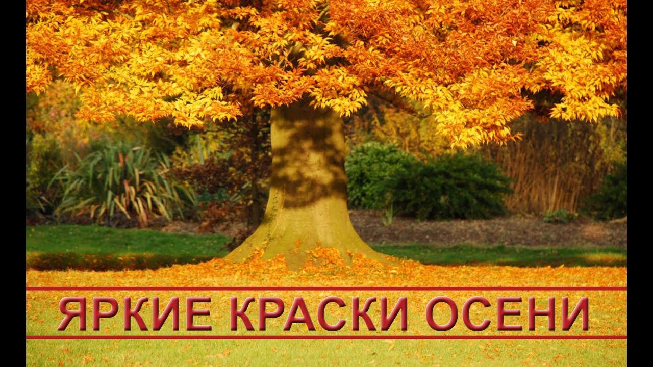Яркие краски осени: красивая осенняя природа смотреть онлайн