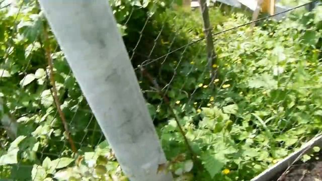 Усиливаю и наполняю силой бутоны у роз .Мой княжик цветёт !!! смотреть онлайн