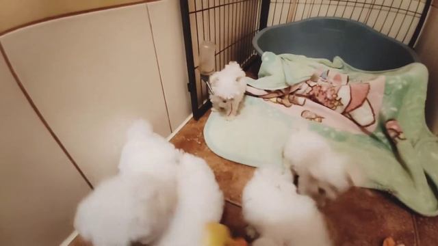 Щенки Мальтийской болонки #купитьщенка #мальтийскаяболонка #malteser смотреть онлайн