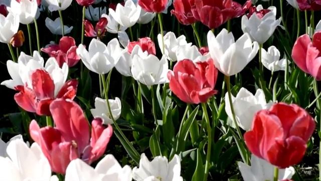 С днем рождения,Наташа! смотреть онлайн