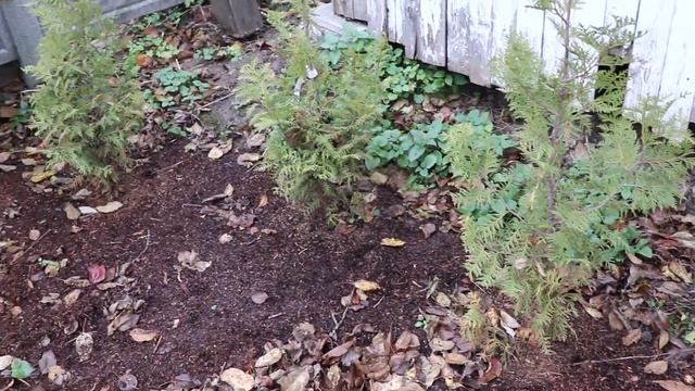 Сажаю живую изгородь из туй смотреть онлайн