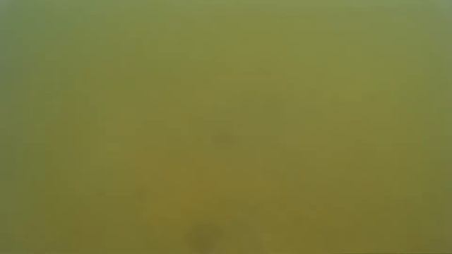 Дельфины, медузы, скаты,  море, пляж и мы такие на матрасе