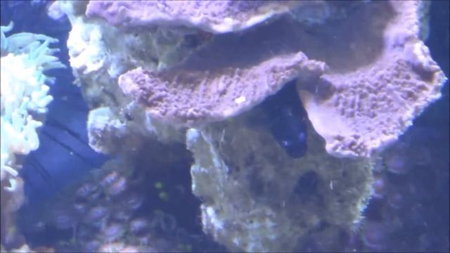 Bicolor Blenny   Ecsenius Bicolor