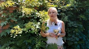 Волшебная ночь Ивана Купалы