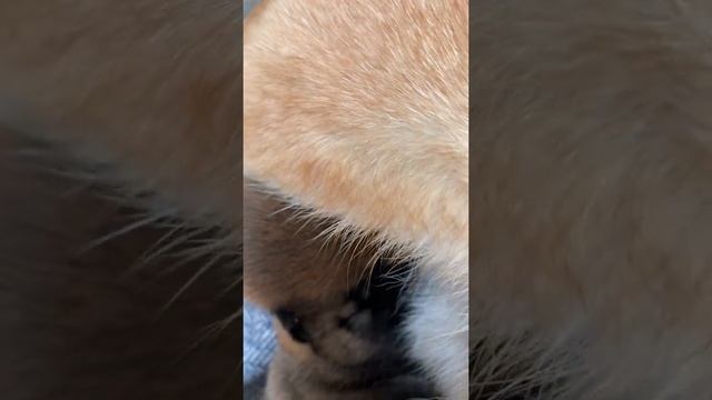 Щенки сиба-ину три недели. Сосут молоко матери.