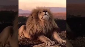 песня  я царь зверей♥