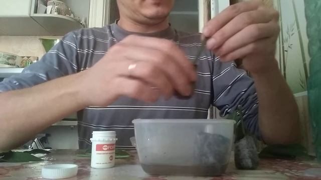 Размножение лавра черенками. смотреть онлайн