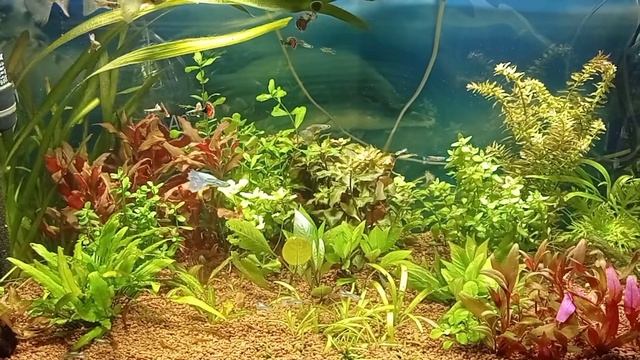 Самцы гуппи слоновьи уши и голубая трава смотреть онлайн