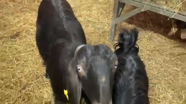 Породистые Козы ? смотреть онлайн