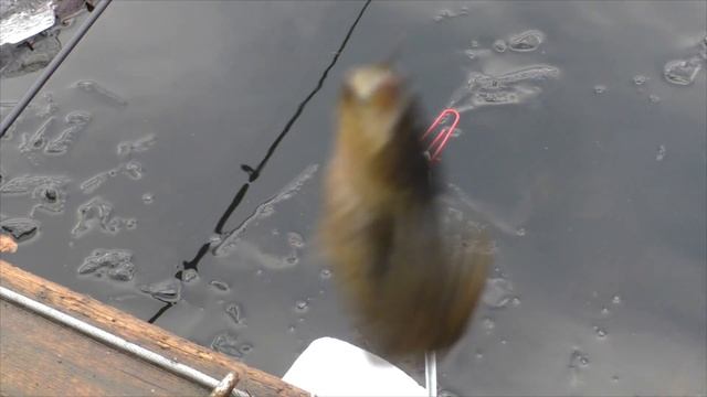 Ротан. Ловля ротана в ноябре смотреть онлайн