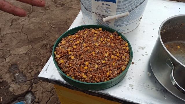 Подкормка рыбы в искусственном пруду. ОГРОМНЫЙ КАРП в биоплато