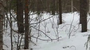 Воспитание лайки  как не потерять