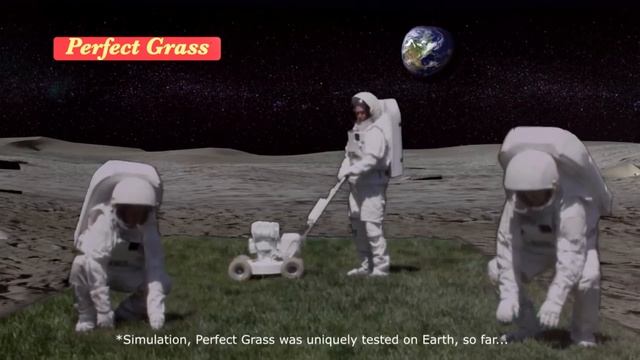 Perfect Grass From Canada Green