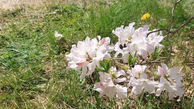 Цветение магнолии, персика и 75 сакур в самом западном городе России смотреть онлайн