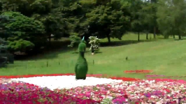 Цветочное сафари Киев 2020 смотреть онлайн