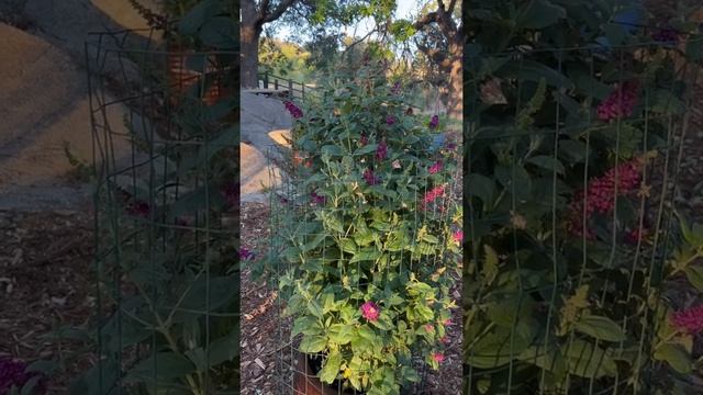 Куст Бабочка. Летняя сирень. Буддлея. смотреть онлайн