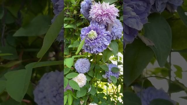 #Clematis#Bluelight 클레마티스 블루라이트 смотреть онлайн