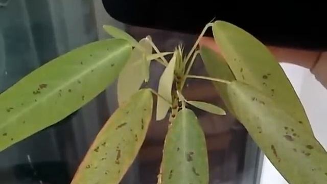 Desmodium Motorium