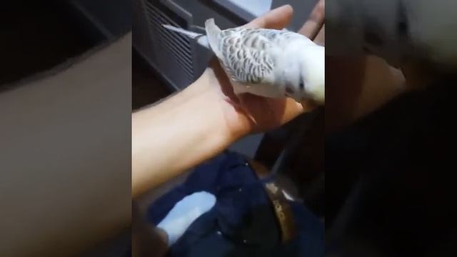 Болит лапа у попугая смотреть онлайн
