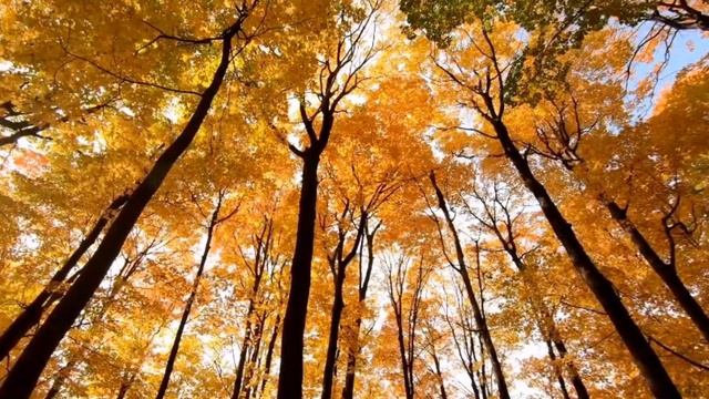 ПО УЛИЦЕ МОЕЙ КОТОРЫЙ ГОД БЕЛЛА АХМАДУЛИНА ГРУСТНОЕ СТИХОТВОРЕНИЕ.