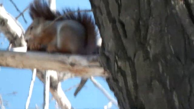 Fujifilm FinePix HS25EXR хвост!!! смотреть онлайн