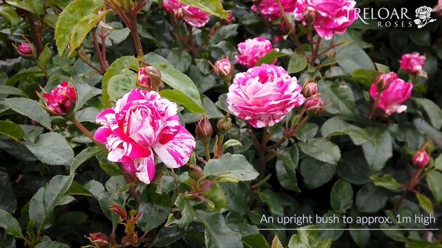It's Magic - Rose смотреть онлайн