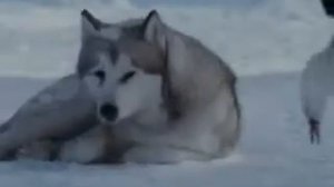 Красивый клип про волков