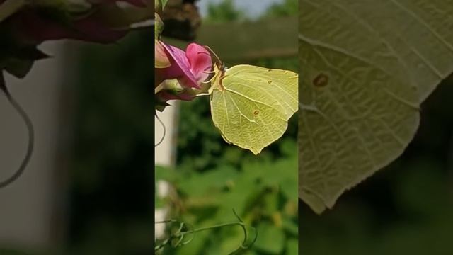 Танцы на цветах... Бабочка "Лимонница". смотреть онлайн