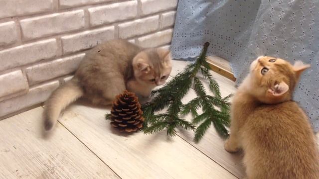 Британский котенок голубая золотая шиншилла смотреть онлайн