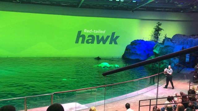 Аквариум Шедда Сова - Shedd Aquarium Owl смотреть онлайн