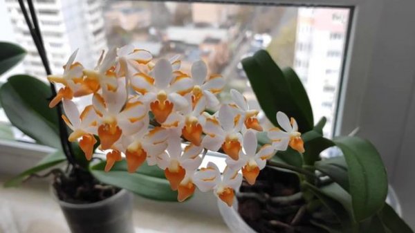 Цветение орхидеи Vdnps. Pulcherrimin (= Ascocentrum miniatum × Phal. pulcherrima )