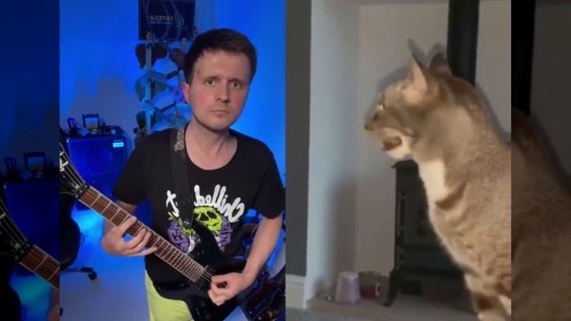 Кот ритмично чихает. смотреть онлайн