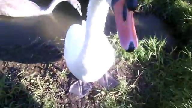 Беларусь. Река Птичь. Семейство красавцев- лебедей. смотреть онлайн