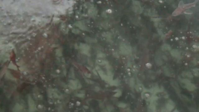 Артель старателей Ойна зарыбляет реки региона