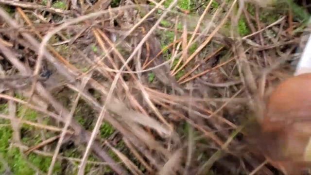 Прогулка за осенними маслятами смотреть онлайн