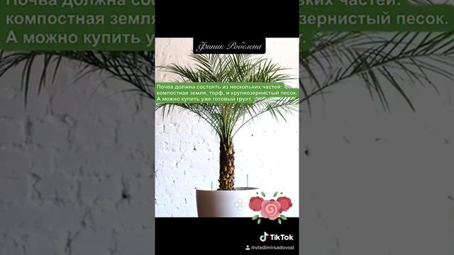 Финик робелена смотреть онлайн