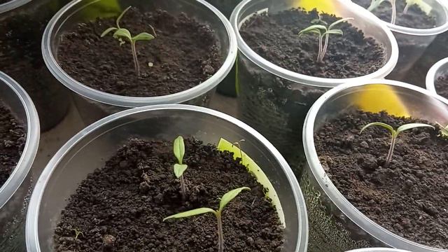 🍅🍅🍅 ВЫРАЩИВАНИЕ РАССАДЫ ТОМАТОВ В СТАКАНЧИКАХ смотреть онлайн