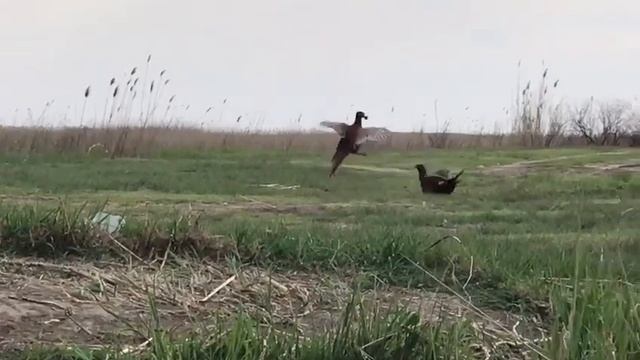 Брачные разборки фазанов за самку. смотреть онлайн