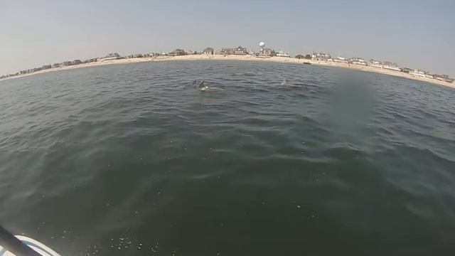 MY FRIENDS #DOLPHINS1 9/8/13 смотреть онлайн