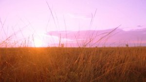 #Поднимая глаза #Музыкаconiferous-forest#Видеоklass#