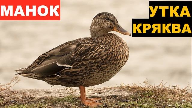 ?ЗВУК (ГОЛОС) УТКА КРЯКВА ОСАДКА смотреть онлайн