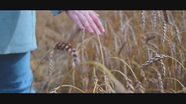 One Sunday (Nikon 3100) 2019 год #videotest смотреть онлайн