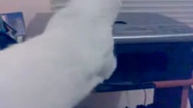 Cat vs Printer - Кот против принтера смотреть онлайн