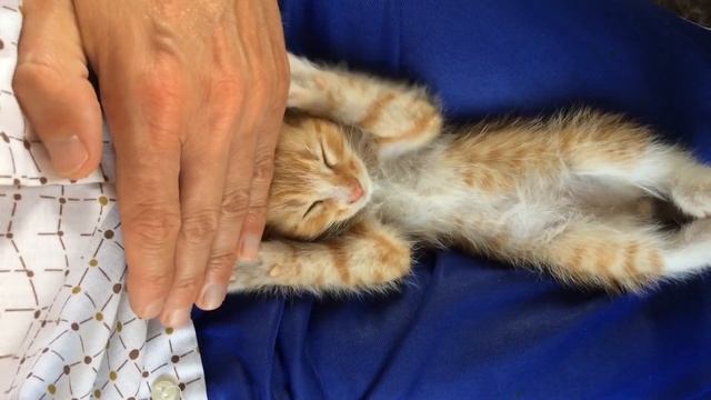 С спящим котенком делайте что угодно! / Do whatever you want with a sleeping kitten! смотреть онлайн